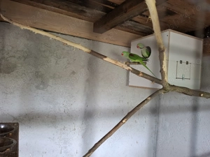 Pereche Marele Alexander  - imagine 3