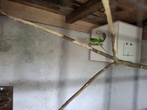 Pereche Marele Alexander  - imagine 4