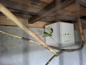 Pereche Marele Alexander  - imagine 2