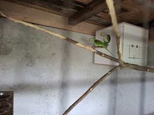 Pereche Marele Alexander  - imagine 5