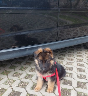 Vand caine giobanesc german  - imagine 3