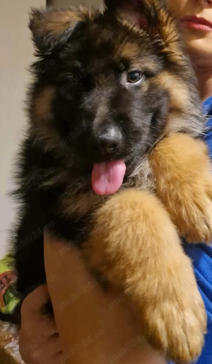 Vand caine giobanesc german  - imagine 5