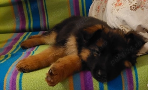 Vand caine giobanesc german  - imagine 4