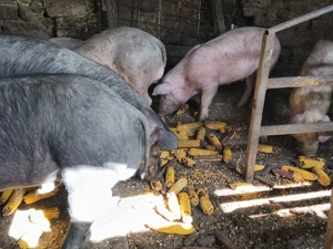 Șoldani de vânzare 