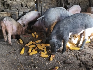 Șoldani de vânzare  - imagine 3