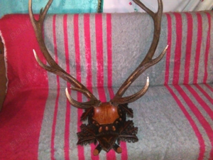 Vând coarne de cerb pe panoplie 200  perechea