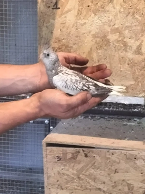 vând nimfe și peruși  - imagine 4