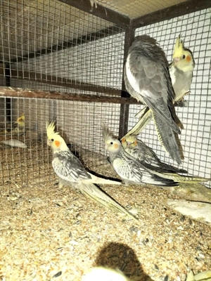 vând nimfe și peruși  - imagine 5