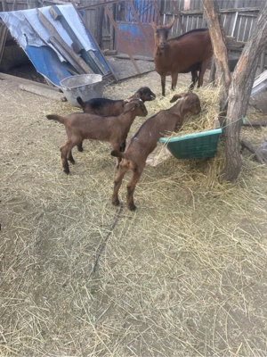 ied alpin cu anglo nubian  - imagine 2