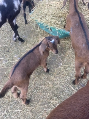 ied alpin cu anglo nubian 