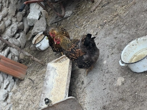 Vând ouă găini Wyandotte Gsg  - imagine 5