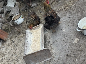 Vând ouă găini Wyandotte Gsg  - imagine 4