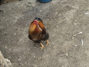 Vând ouă găini Wyandotte Gsg  - imagine 2