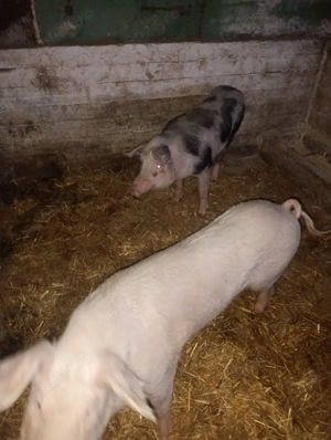 Vand purcea - imagine 3