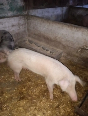 Vand purcea - imagine 2