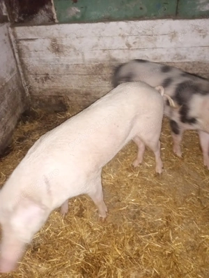 Vand purcea - imagine 4