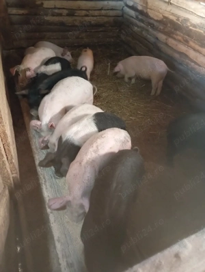 purcei de vânzare  - imagine 5