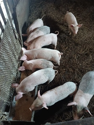 Vând purcei - imagine 3