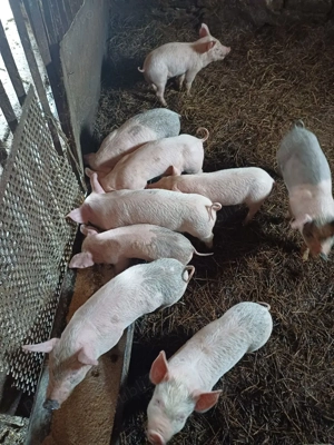 Vând purcei - imagine 2