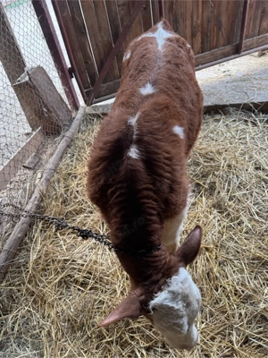 Tăuraș Bălțat - imagine 3