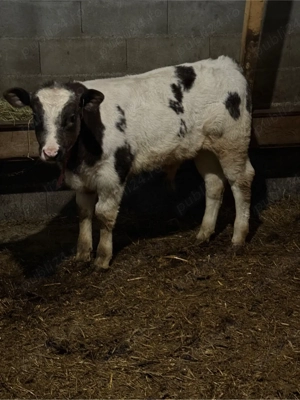 tauras belgian 3 luni - imagine 2