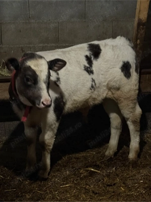 tauras belgian 3 luni