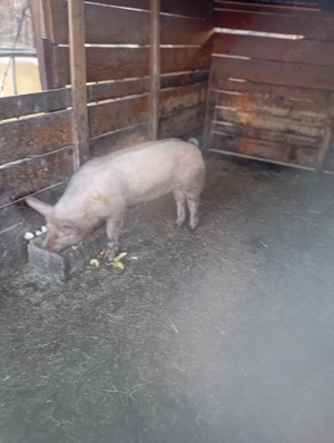 porci de vânzare  - imagine 2