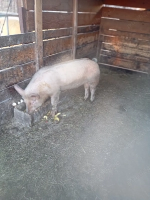 porci de vânzare  - imagine 4