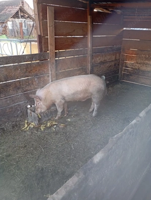 porci de vânzare  - imagine 5