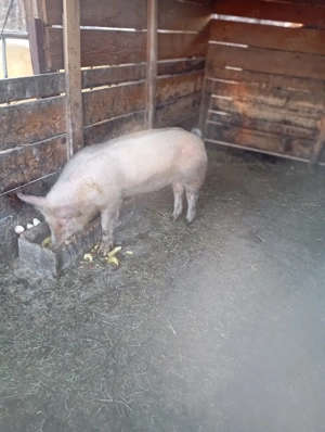 porci de vânzare  - imagine 3