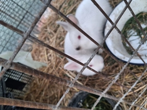 2 iepuras neozeelandez tatal si mama metis - imagine 2