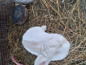 2 iepuras neozeelandez tatal si mama metis - imagine 3