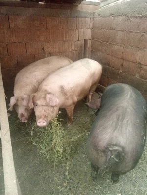 Carcasă de porc de vânzare  - imagine 4