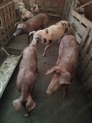 Carcasă de porc de vânzare  - imagine 3