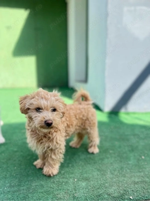 Mascul Maltipoo superb (cavapoo,labradoodle,poodle)