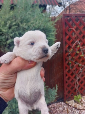 căt i westie rasă pură 2femele și 2băieti