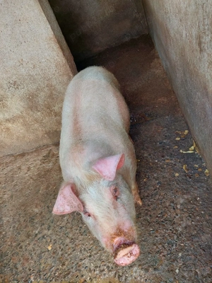 Porci 70-80 kg - imagine 5