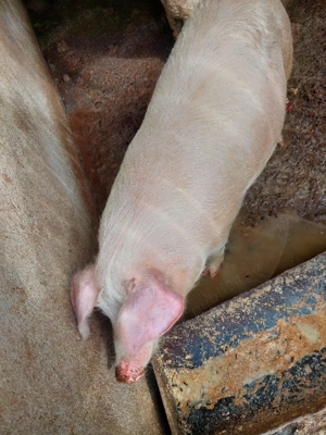 Porci 70-80 kg