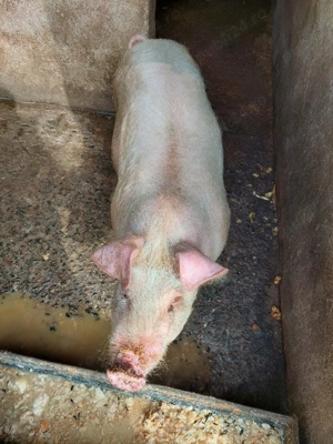 Porci 70-80 kg - imagine 3