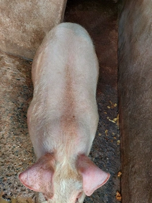 Porci 70-80 kg - imagine 2