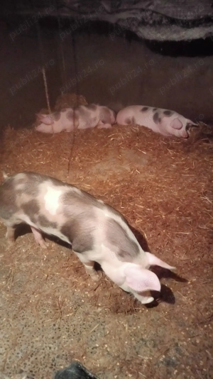 2 purcele 50 kg de vînzare 