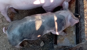 Un băiat caută alta casa