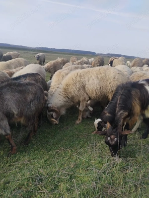 vand doi berbeci beli 