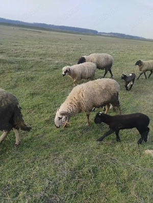 vand doi berbeci beli  - imagine 3