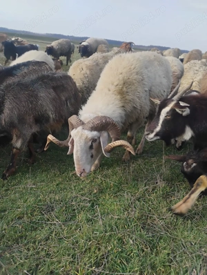 vand doi berbeci beli  - imagine 2