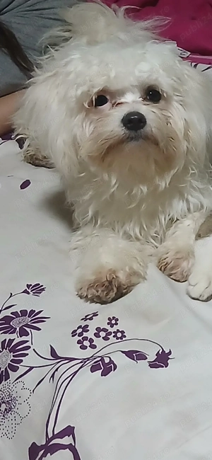 vând cațea cu 4 pui - imagine 2