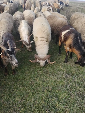 vand doi berbeci beli  - imagine 4