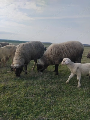 Vand berbeci carabasi