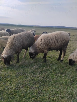 Vand berbeci carabasi - imagine 3