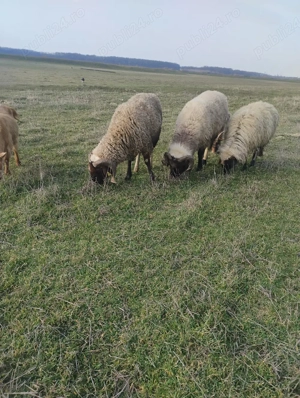 Vand berbeci carabasi - imagine 5